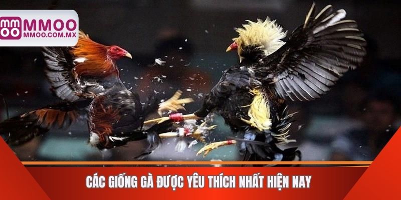 Các giống gà được yêu thích nhất hiện nay